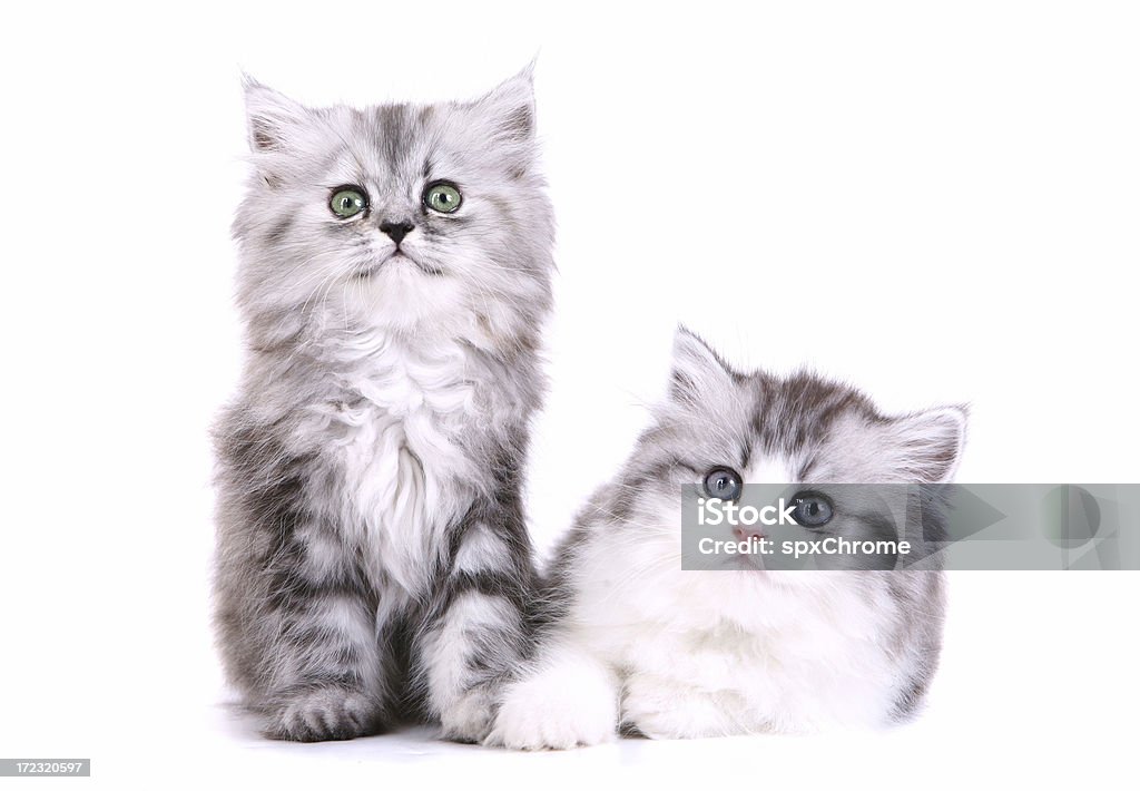 Bruder und Schwester Perser Kätzchen - Lizenzfrei Katzenjunges Stock-Foto