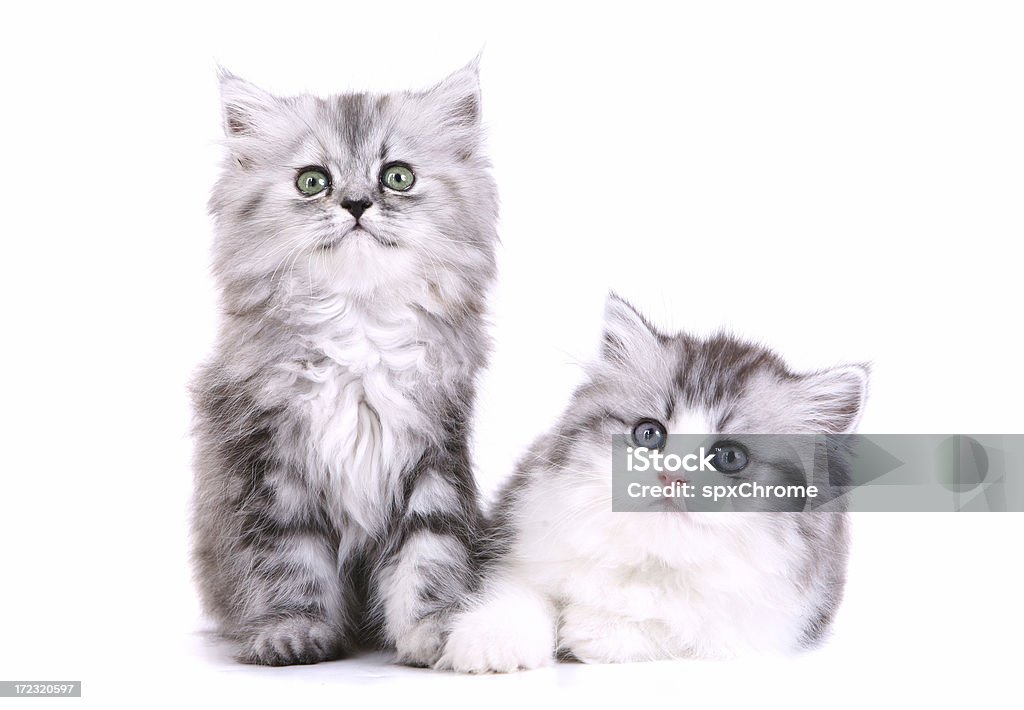 형제, 자매 페르시아력 Kittens - 로열티 프리 고양이 새끼 스톡 사진