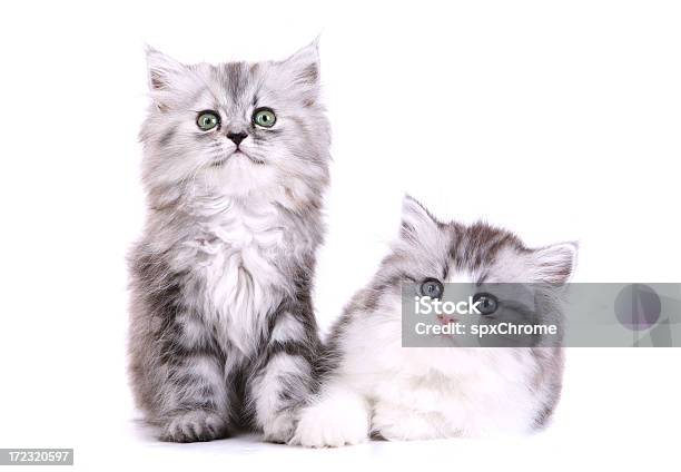 Брат И Сестра Персидский Kittens — стоковые фотографии и другие картинки Котёнок - Котёнок, Персидская кошка, Без людей