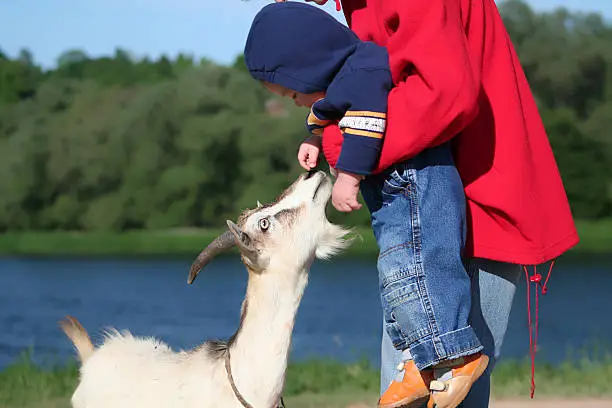 Baby meets nanny-goat.