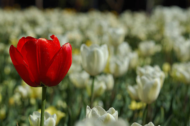 One Red Flower stock photo