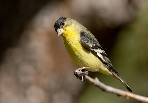 Lesser Goldfinch Perching pretty in the morning sun goldfinch stock pictures, royalty-free photos & images