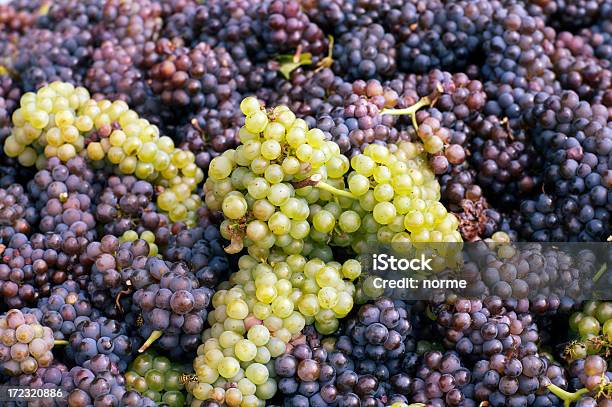 Tempo De Uva - Fotografias de stock e mais imagens de Colheita - Colheita, Colher - Atividade Agrícola, Comida