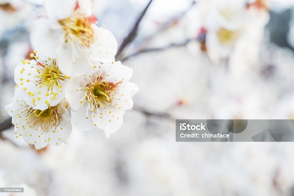 Aprikosenblüte im Frühling - Lizenzfrei Aprikose Stock-Foto