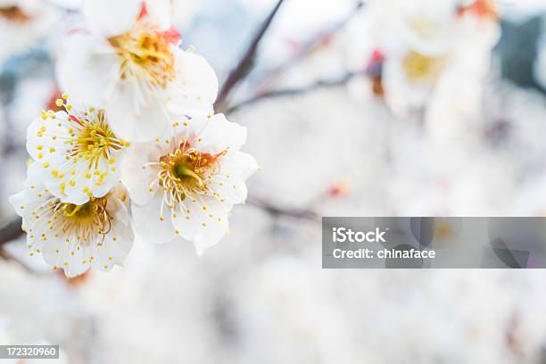 Aprikosenblüte Im Frühling Stockfoto und mehr Bilder von Aprikose - Aprikose, Aprikosenbaum, Aprikosenblüte