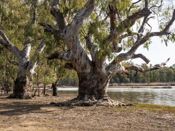 Trees next to lake Big old River Red Gums stand next to lake in Barmah National Park Wetlands murray darling basin stock pictures, royalty-free photos & images