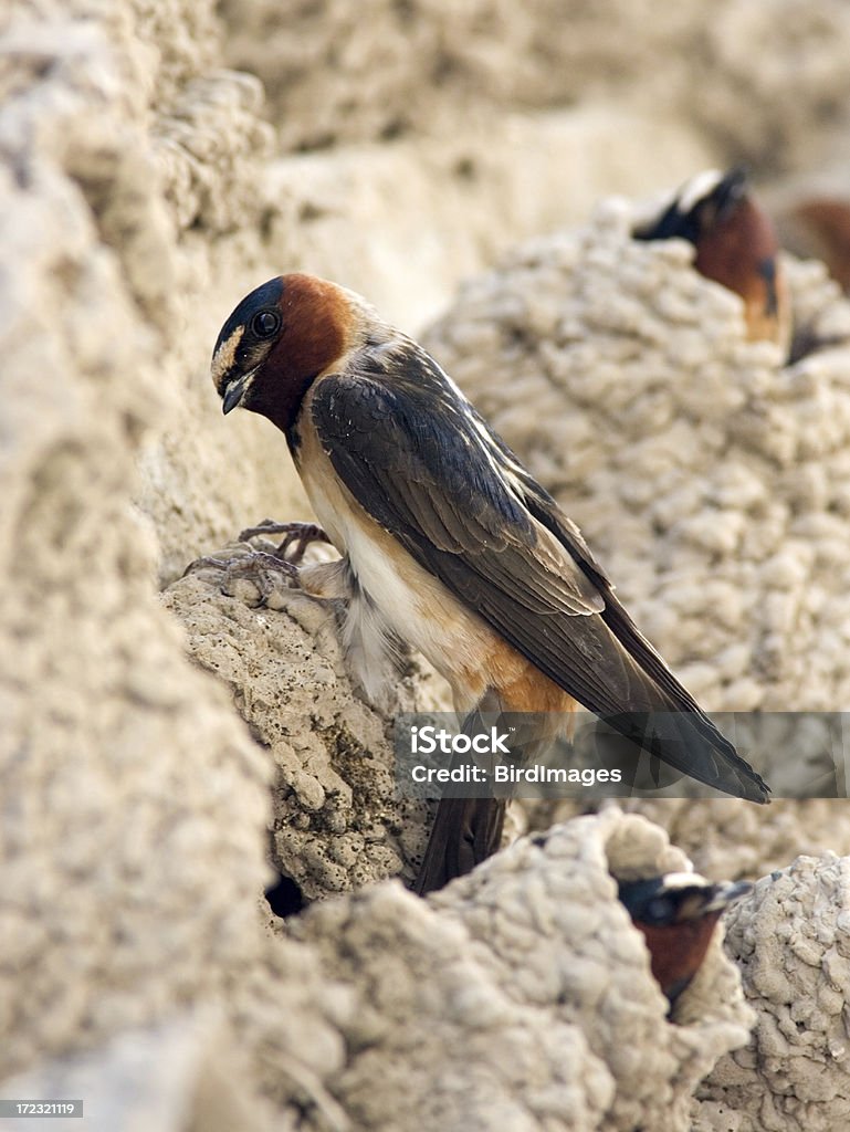 Cliff avaler Colony - Photo de Animaux à l'état sauvage libre de droits