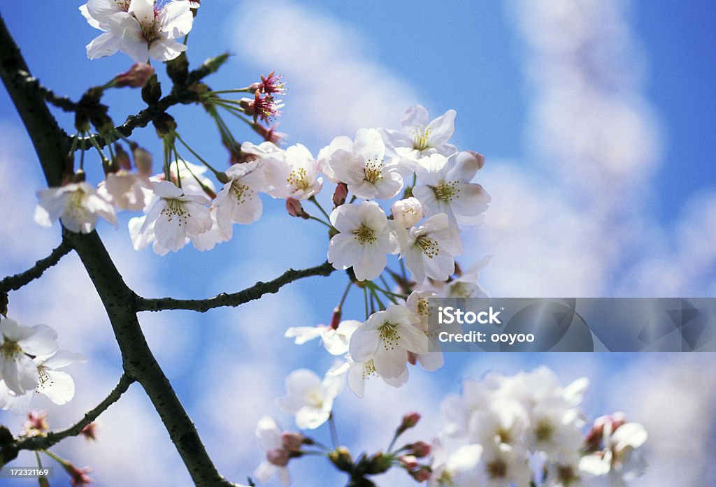 Cerezos en flor - Foto de stock de Aire libre libre de derechos