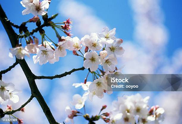 Cerezos En Flor Foto de stock y más banco de imágenes de Aire libre - Aire libre, Azul, Belleza de la naturaleza