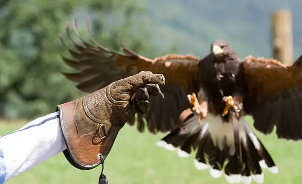 Eagle landing on the glove of a falconer.