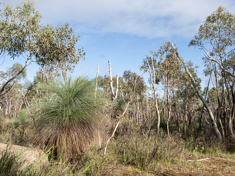 Grass trees in bush in the bush at Warby-Ovans National Park