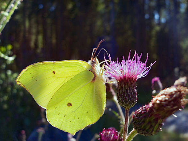 european butterflies: brimstone butterfly ( gonepteryx rhamni ) - citronfjäril bildbanksfoton och bilder