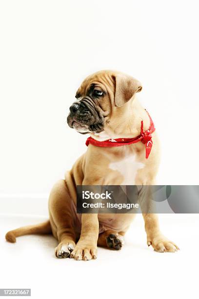 Puppy Portrait Stock Photo - Download Image Now - Animal, Animal Themes, Bulldog