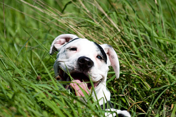 Terrier di Staffordshire americano - foto stock