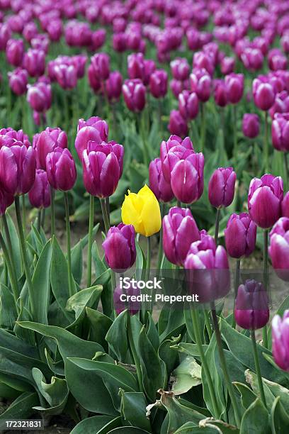 Żółty Tulipan - zdjęcia stockowe i więcej obrazów Fotografika - Fotografika, Gospodarstwo, Główka kwiatu