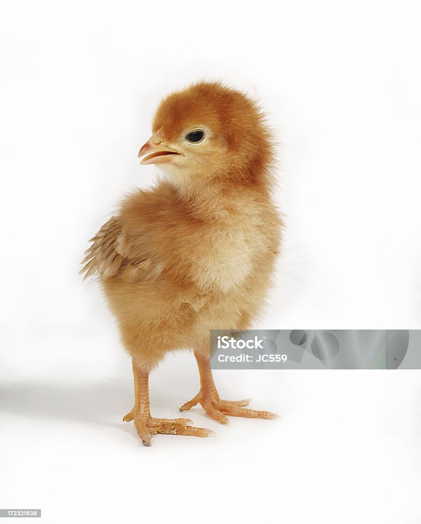 Baby chicken on whiteanother couple of chicks: Animal Stock Photo