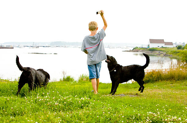 Boy playing fetch with two dogs stock photo