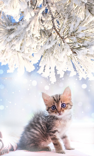 Little cute kitten on window sill and snowy landscape background. Winter Greeting card with pet, cat. Merry Christmas and Happy New Year.