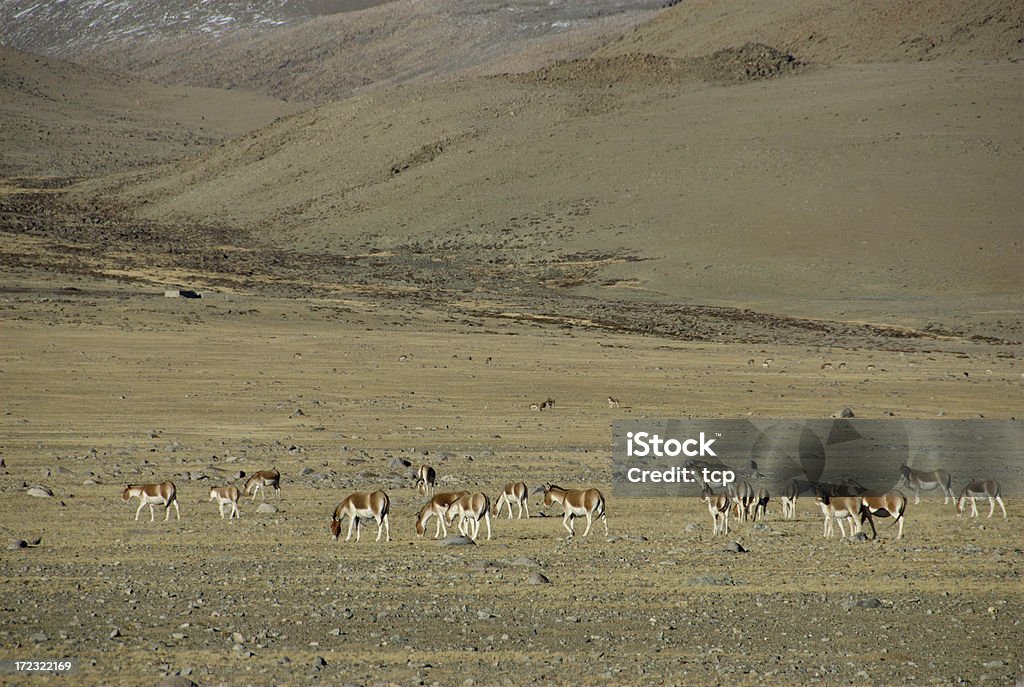 Tibetan Wild mulo (Asino selvatico del Tibet) @Ngari, Tibet - Foto stock royalty-free di Ambientazione esterna