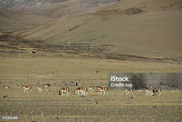 Tibetan Wild Mulo Ngari Tibet - Fotografie stock e altre immagini di Ambientazione esterna