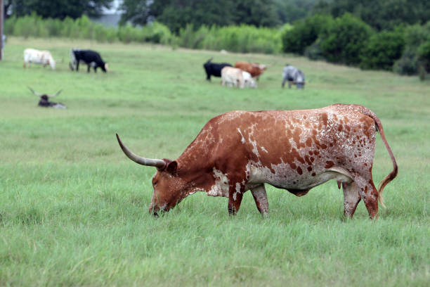 brouter longhorn - texas texas longhorn cattle bull landscape photos et images de collection