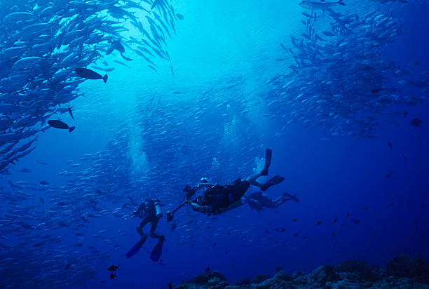 Underwater Fish Circus stock photo