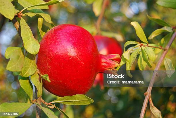 Pomegranate Stock Photo - Download Image Now - Agriculture, Antioxidant, Bush