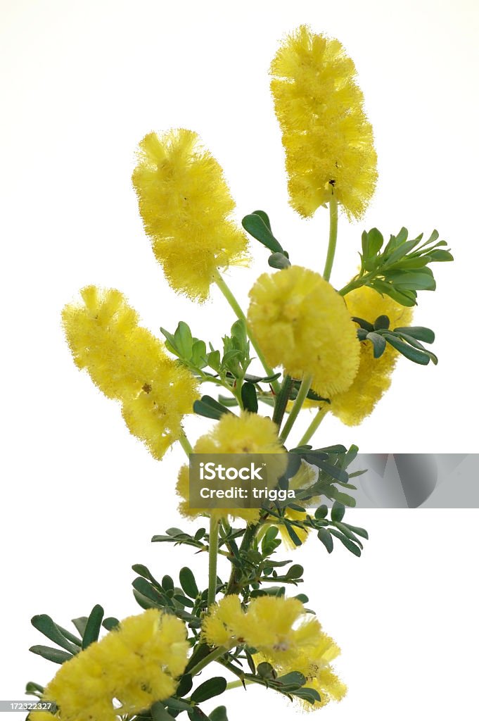 Wattle flores - Foto de stock de Acacia libre de derechos