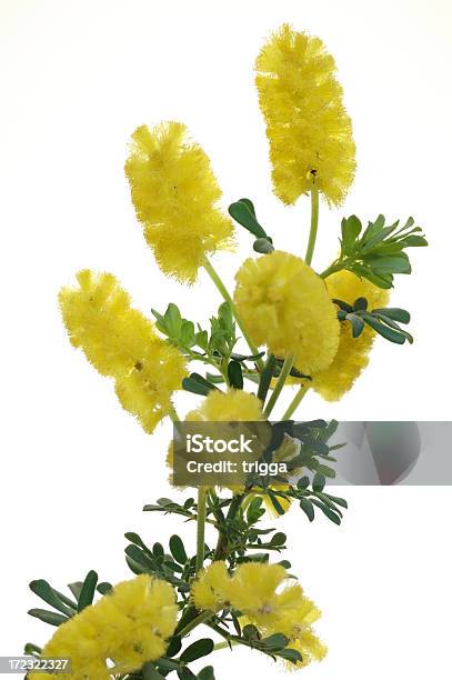 Wattle Flores Foto de stock y más banco de imágenes de Acacia - Acacia, Fondo blanco, Recortable