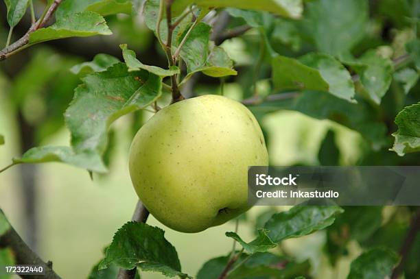 Mela Biologica - Fotografie stock e altre immagini di Acqua - Acqua, Adulto, Albero