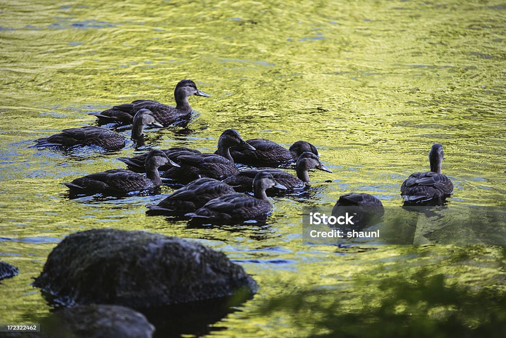 Ducks in River - Lizenzfrei Auf dem Wasser treiben Stock-Foto