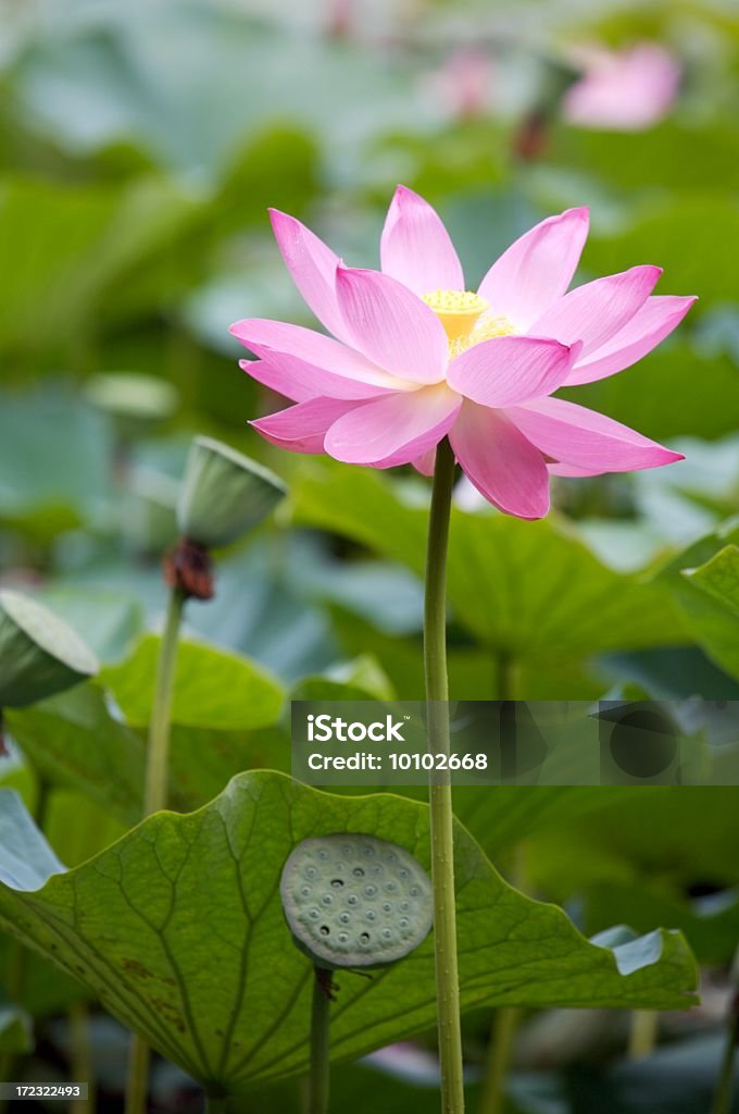 lotus " - Lizenzfrei Blatt - Pflanzenbestandteile Stock-Foto