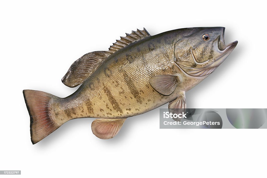 Trofeo Smallmouth Bass - Foto stock royalty-free di Acqua