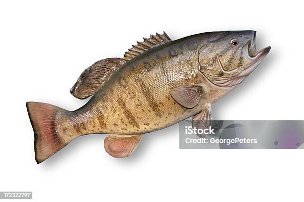 Trofeo Smallmouth Bass - Fotografie stock e altre immagini di Acqua - Acqua, Animale, Clipping path