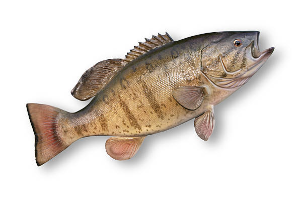 istock Trophy Smallmouth Bass 172322797
