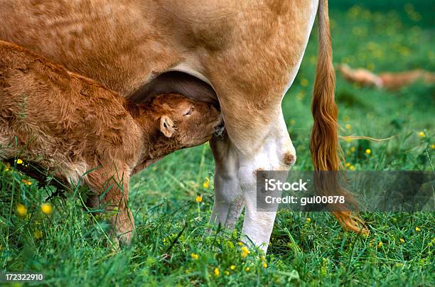 牛 - 授乳のストックフォトや画像を多数ご用意 - 授乳, ウシ, 乳を飲む