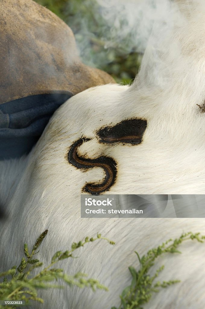 Ковбой - Стоковые фото Домашний скот роялти-фри