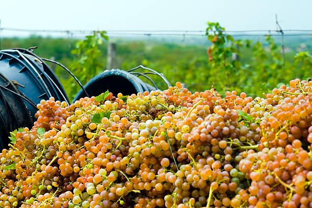 la fin de raisin cueillir - gewurztraminer photos et images de collection