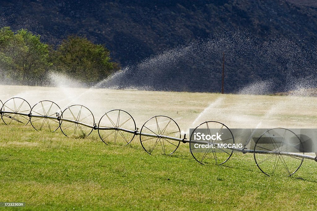 Acqua di irrigazione - Foto stock royalty-free di Agricoltura