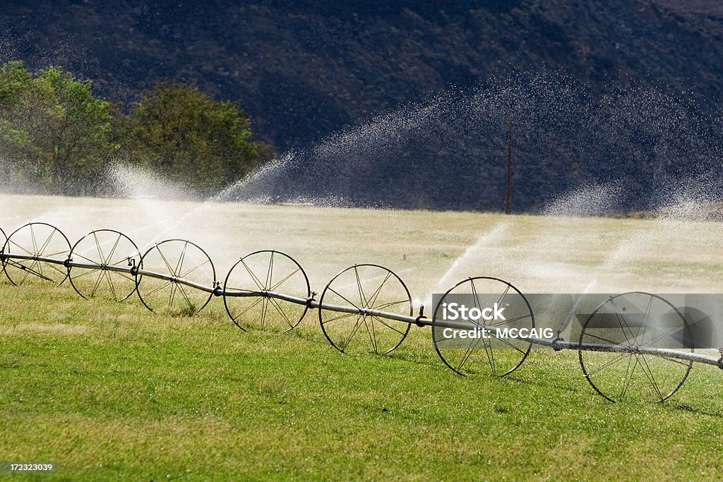 Água de irrigação - Foto de stock de Agricultura royalty-free