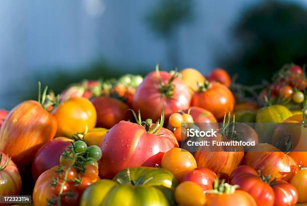 Biologisch Angebauter Zutaten Hintergrund Tomate Alter Sorte Garden Frischem Gemüse Stockfoto und mehr Bilder von Bauernmarkt