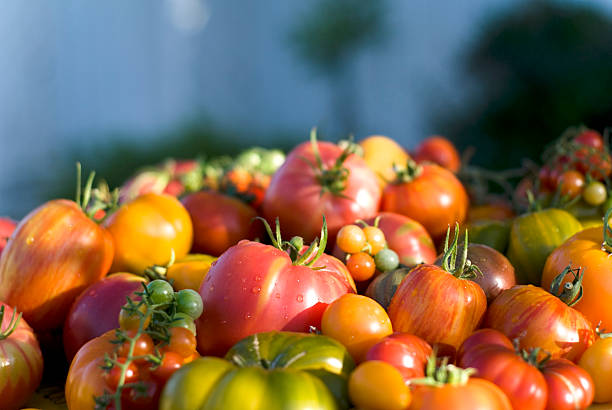 유기 토종 농산물 배경, 토종 토마토색 & 신선한 채소 ��정원 - heirloom tomato organic tomato green tomato 뉴스 사진 이미지