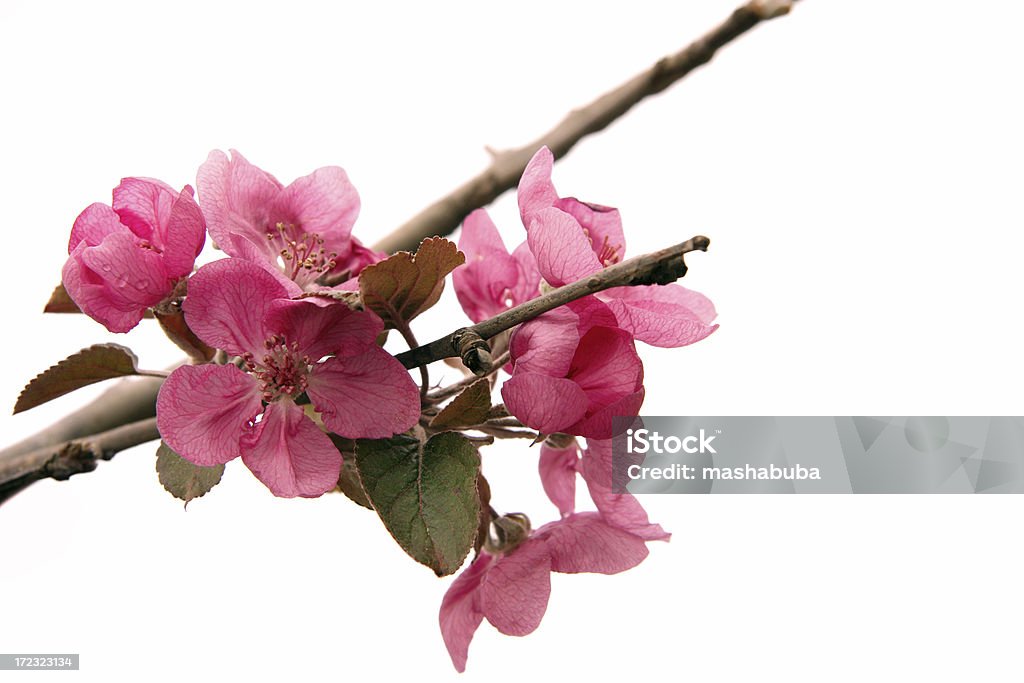 Maçã árvore flores - - Foto de stock de Agricultura royalty-free