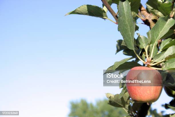 Manzana Roja Solitaria Foto de stock y más banco de imágenes de Aire libre - Aire libre, Alimento, Azul