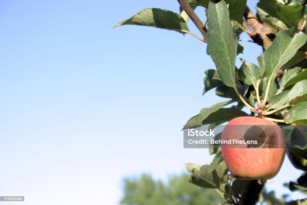 Lone Mela rossa - Foto stock royalty-free di Albero