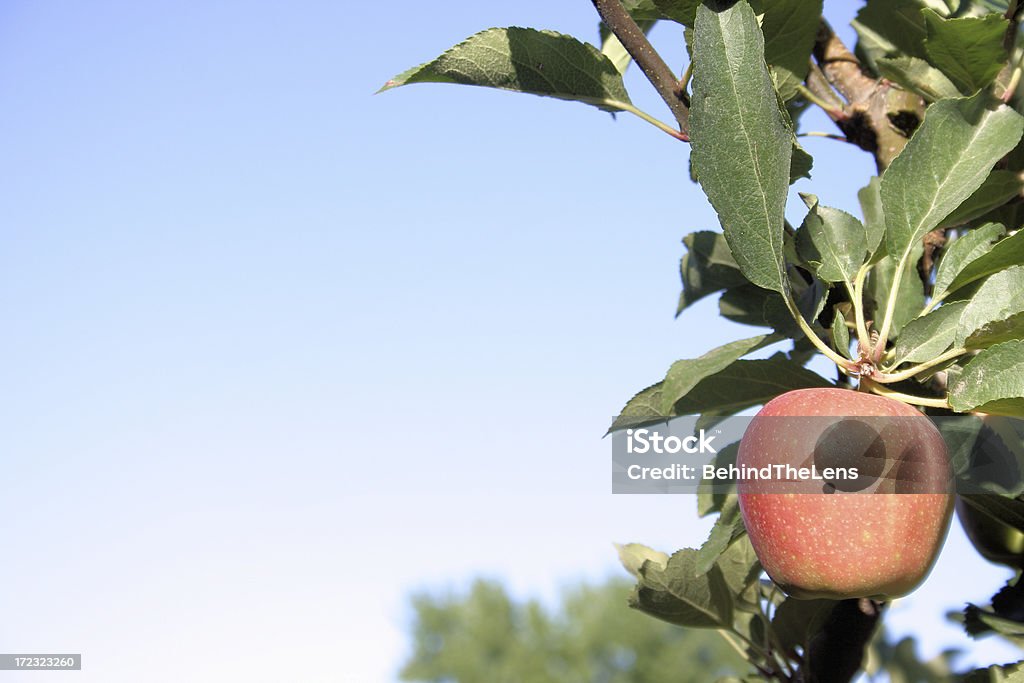 Lone maçã vermelha - Foto de stock de Azul royalty-free