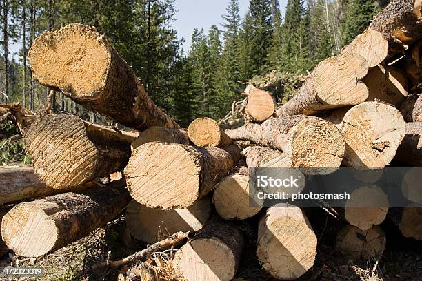 A Pile Of Cut Logs Viewed From The Ends Stock Photo - Download Image Now - British Columbia, Circle, Cross Section