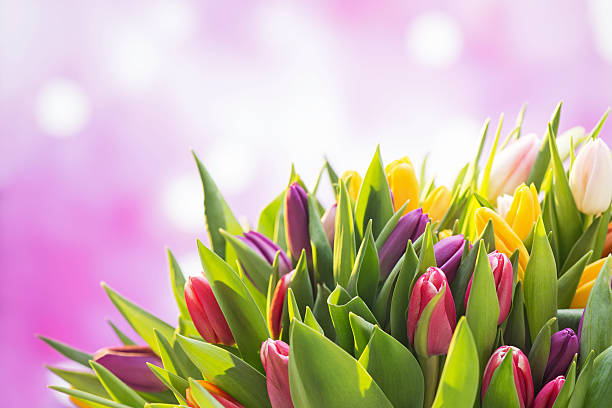 istock Colorful tulips on illuminated background 172323376