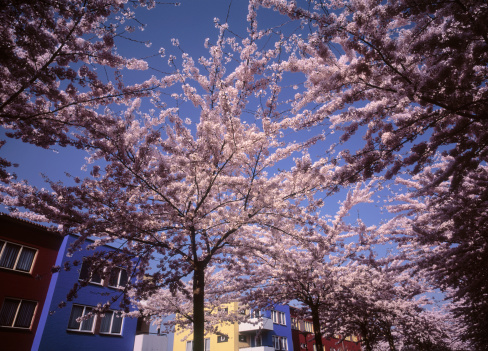 Juxtaposition of blossoming trees and colorful homes. High-end scan of 6x7cm transparency.View more related images in one of the following lightboxes: