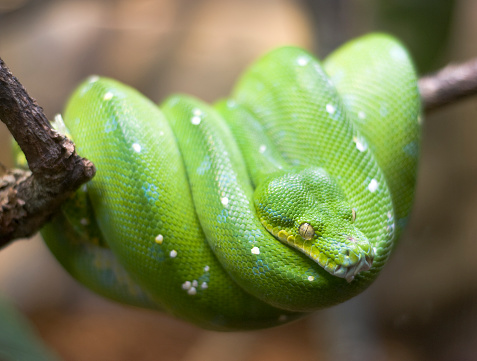Coiled up and relaxing.  These pythons are found in Australia, New Guinea and Indonesia.  Shallow depth of field: Sharp focus on the eyes.